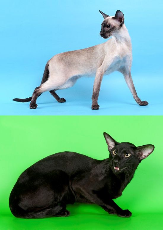 сиамские кошки серого окраса