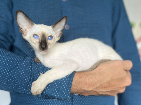 осиамский котенок голубой пойнт